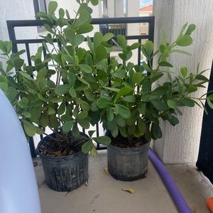 Meet your Posher, Hakan